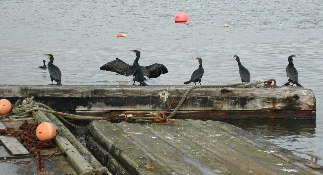 Cormorants, Hooe Point Sailing Club